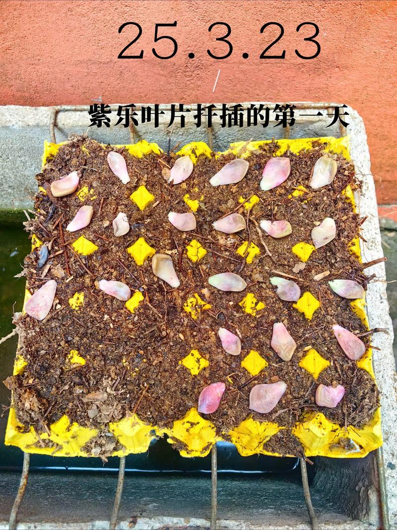 多肉叶片怎么放才生根发芽?正确放置姿势与成功率提升指南 多肉叶片怎么放才生根发芽?正确放置姿势与成功率提升指南