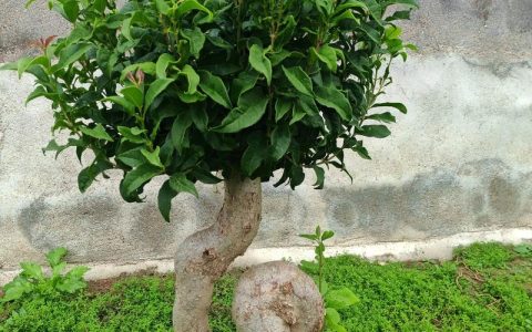 桂花嫁接和原生哪个贵？2026年价格与成活率深度解析