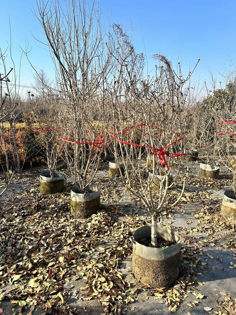 中华木绣球冬天能移栽吗?一文讲透移栽时机与操作要点 三、栽前处理:种苗修剪与消毒