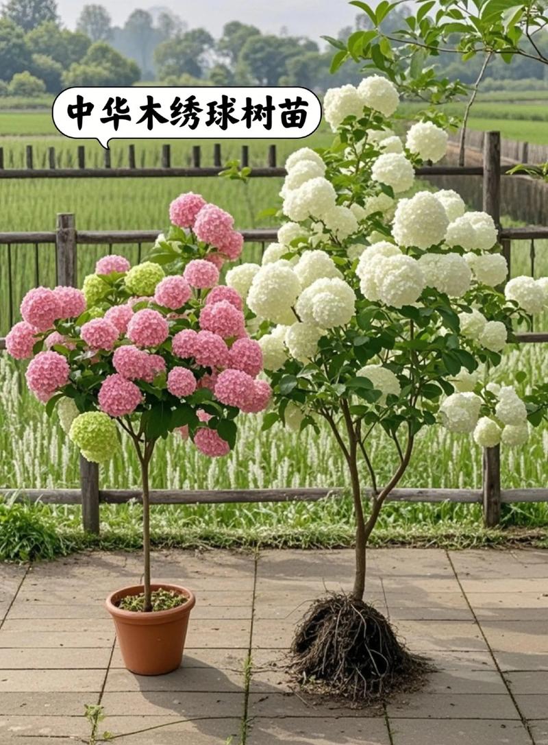 中华木绣球冬天能移栽吗?一文讲透移栽时机与操作要点 五、浇定根水:冬季浇水技巧