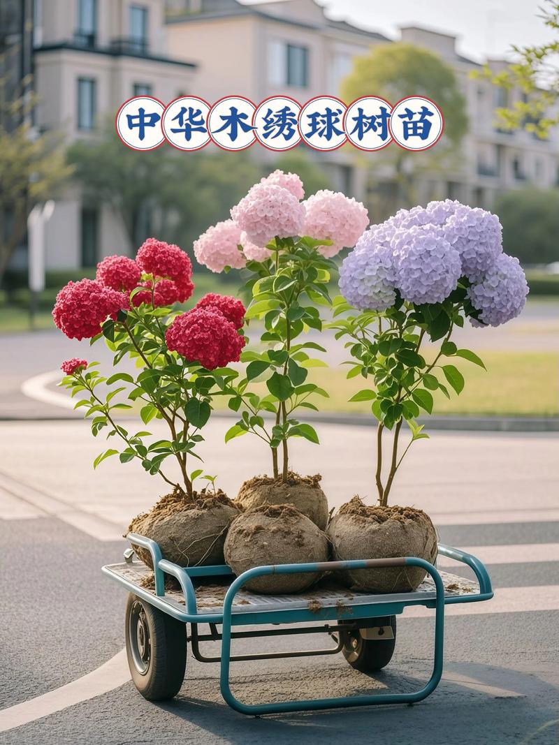 中华木绣球冬天能移栽吗?一文讲透移栽时机与操作要点 六、缓苗管理:冬季防寒是关键
