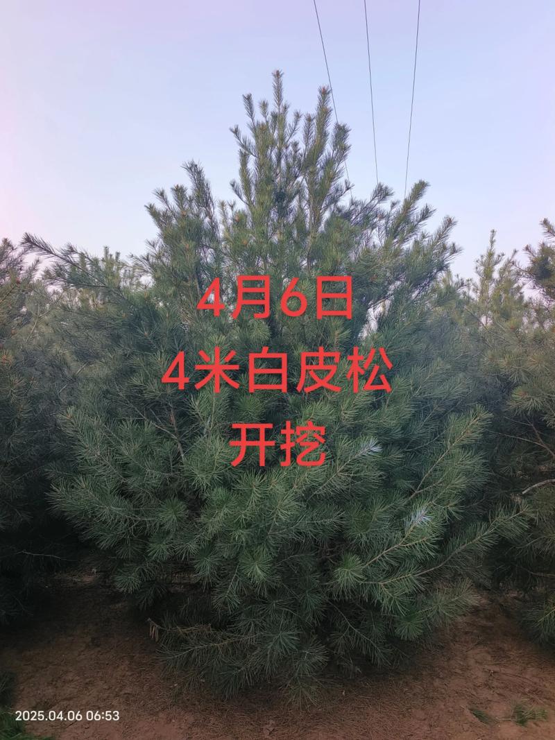 白皮松价格参考:2025年最新报价与规格、产地、季节影响因素详解 规格与价格参考表