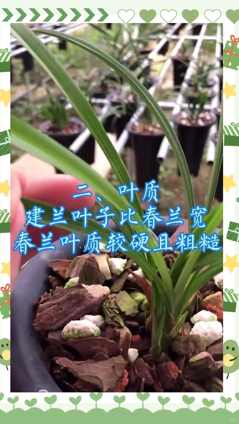 家庭养兰选哪个?蝴蝶兰、建兰、春兰六大维度对比与选购指南 场景化选择建议