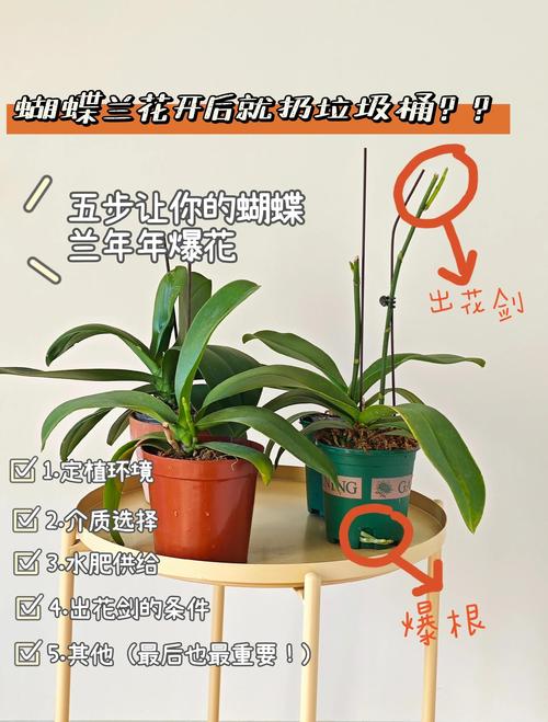 家庭养兰选哪个?蝴蝶兰、建兰、春兰六大维度对比与选购指南 总结