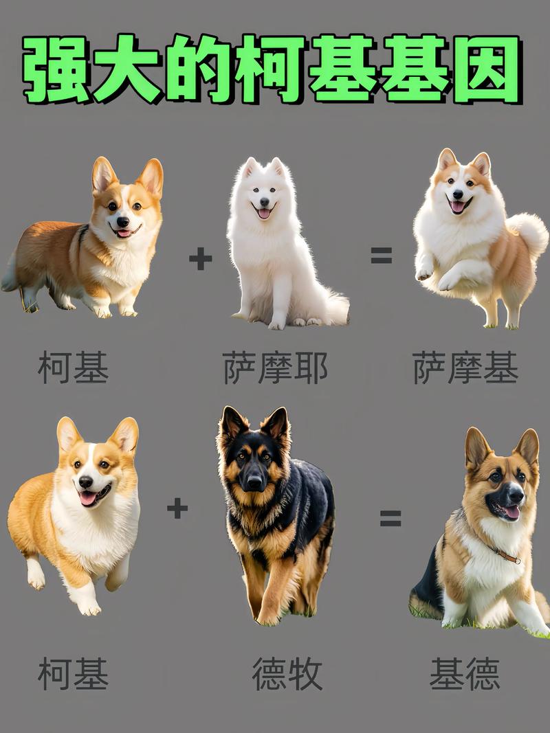 柯基犬多少钱一只?血统、产地与季节如何影响报价 柯基犬多少钱一只?血统、产地与季节如何影响报价