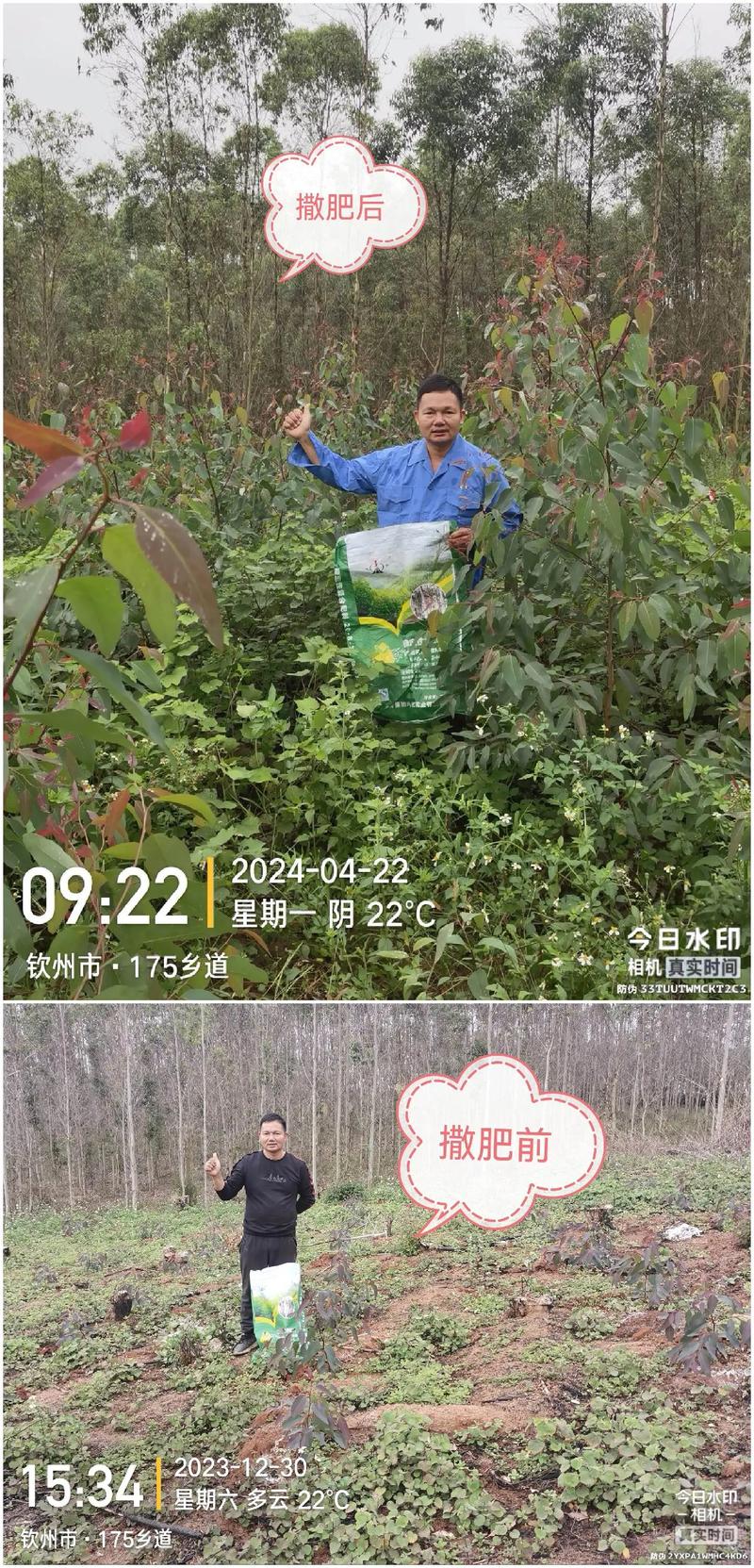 树木壮杆多施什么肥?掌握关键施肥技巧,让树干挺拔粗壮 三、施肥时机与注意事项