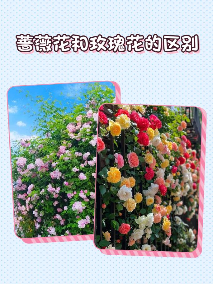 玫瑰花和蔷薇花的区别在哪里?6维度对比帮你快速分清 常见误区