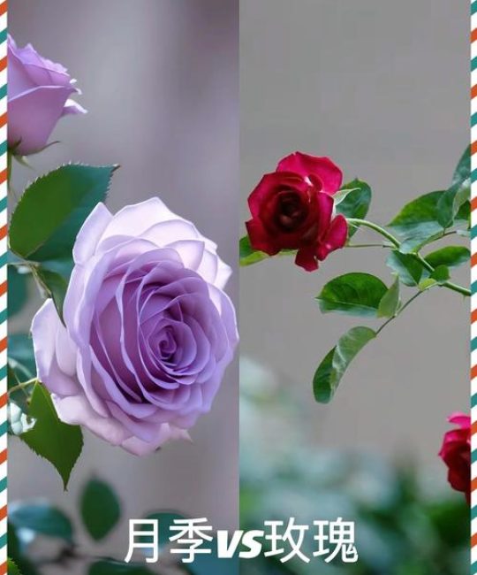 怎么辨别玫瑰花和月季花呢？从叶、刺、花期三招轻松分清