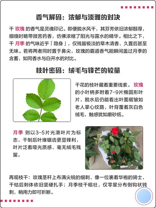 怎么辨别玫瑰花和月季花呢?从叶、刺、花期三招轻松分清 总结