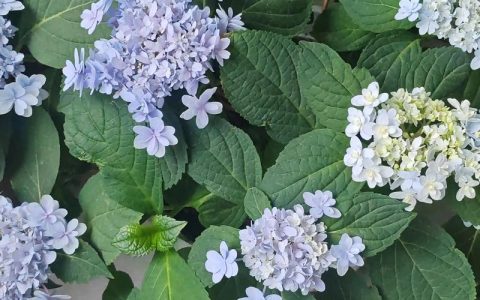 佳澄绣球是新老枝开花吗？全面解析开花习性与养护技巧