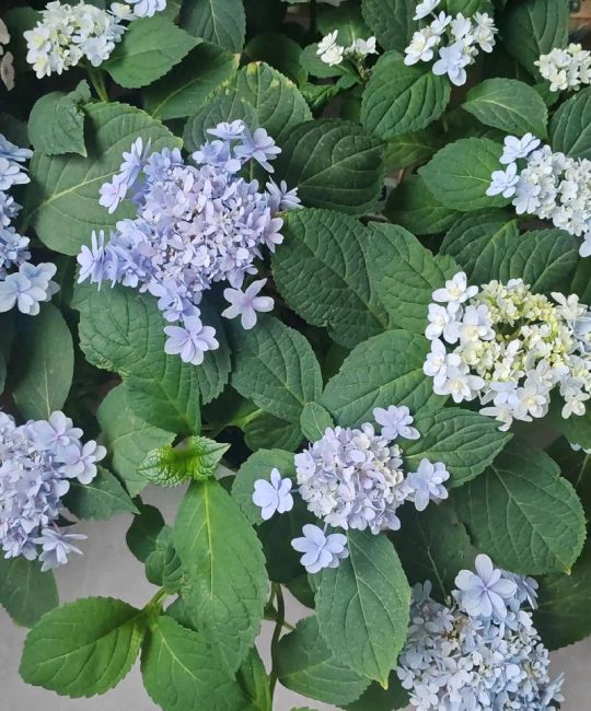 佳澄绣球是新老枝开花吗？全面解析开花习性与养护技巧