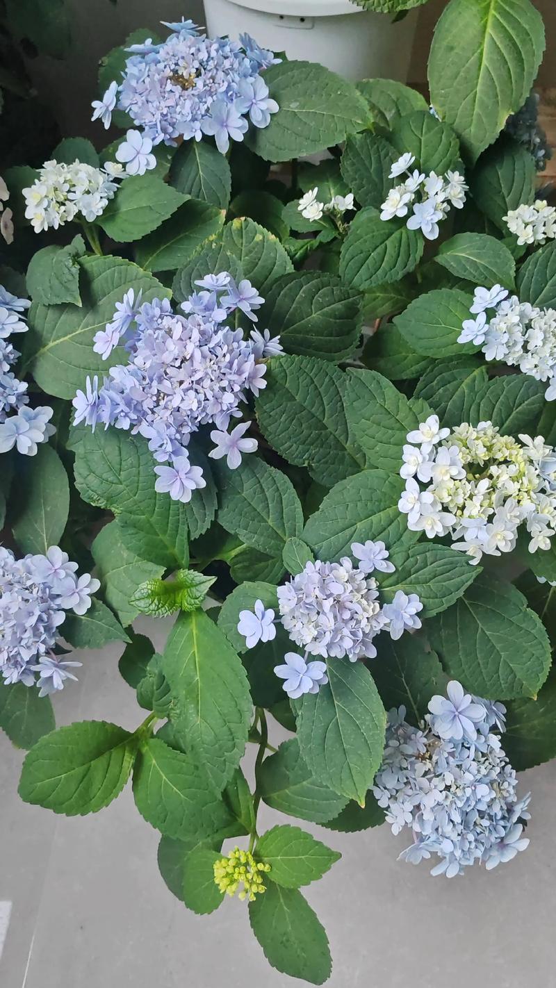 佳澄绣球是新老枝开花吗?全面解析开花习性与养护技巧 佳澄绣球是新老枝开花吗?全面解析开花习性与养护技巧
