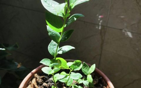 蓝莓小苗的形态特征与识别要点