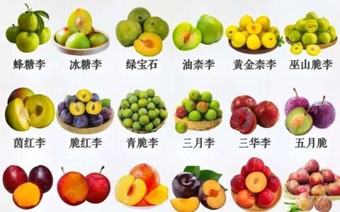 2026年李子品种选购指南：美早、蜂糖李与青脆李三大顶级品种深度对比