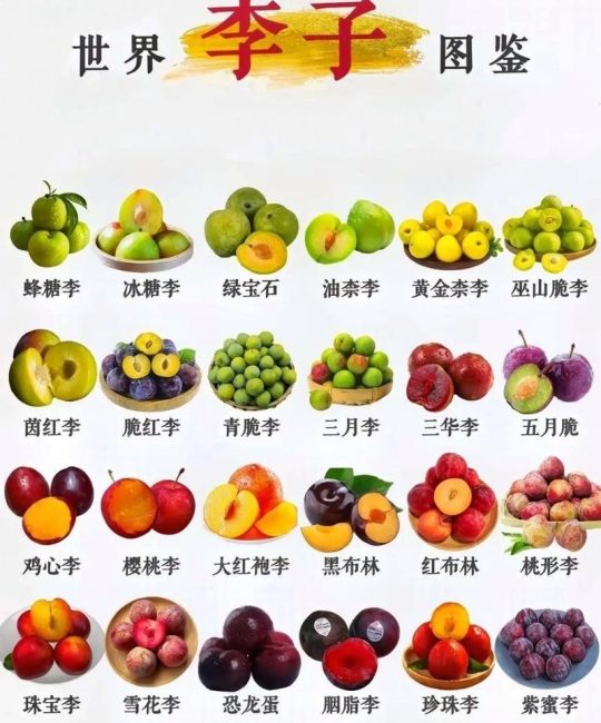 2026年李子品种选购指南：美早、蜂糖李与青脆李三大顶级品种深度对比