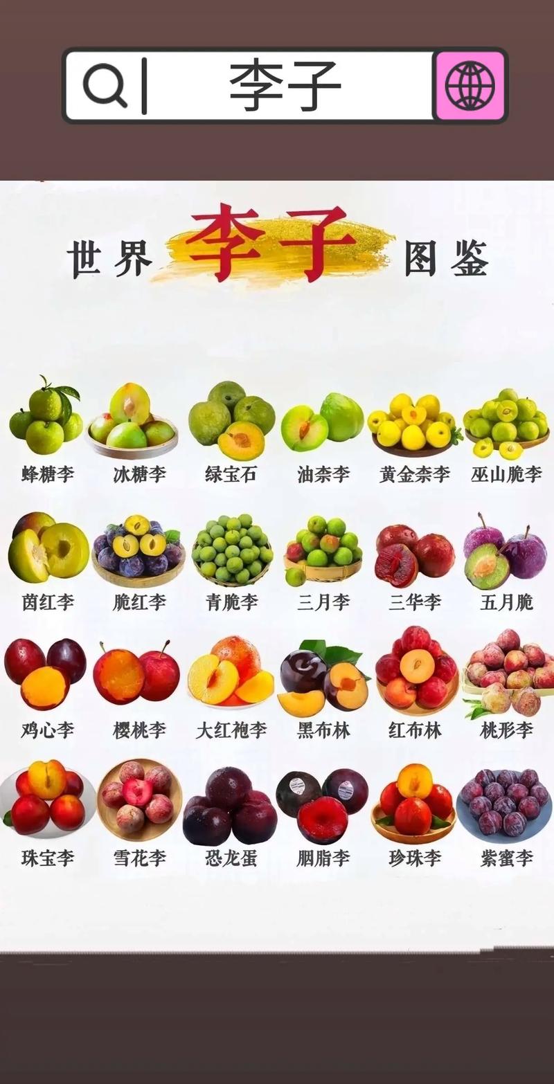 2026年李子品种选购指南:美早、蜂糖李与青脆李三大顶级品种深度对比 2026年李子品种选购指南:美早、蜂糖李与青脆李三大顶级品种深度对比