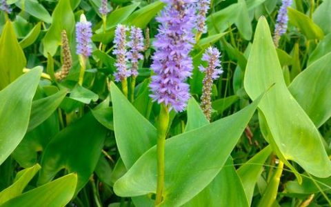 净化水质的水生植物排名：挺水、浮水、沉水植物推荐与种植指南