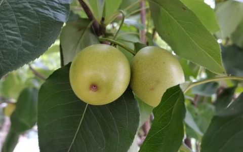 梨树为什么不能种在院子里？科学原因与传统习俗详解