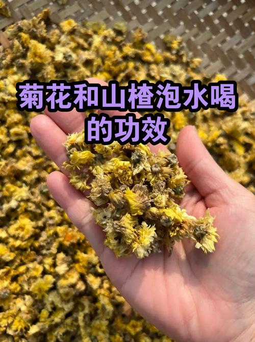 山楂菊花怎么泡?掌握黄金配比,消食明目一步到位 常见问题(FAQ)