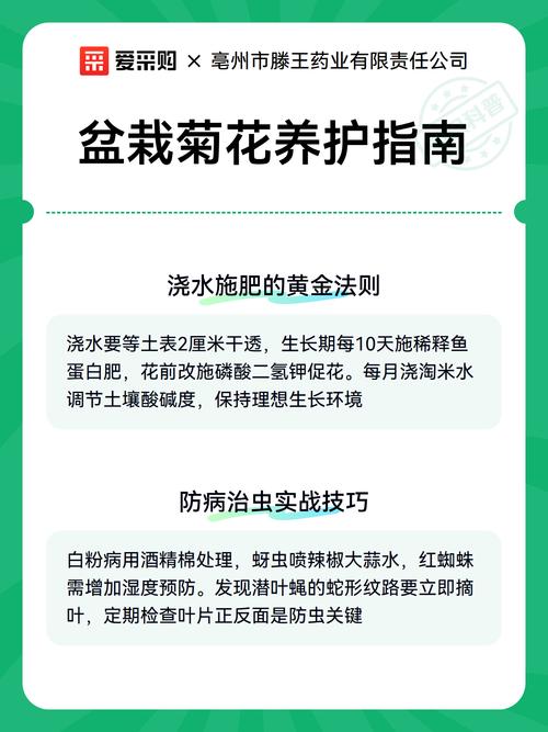 菊花能在家里养吗?室内盆栽养护全攻略与常见问题解答 光照与水肥精准方案