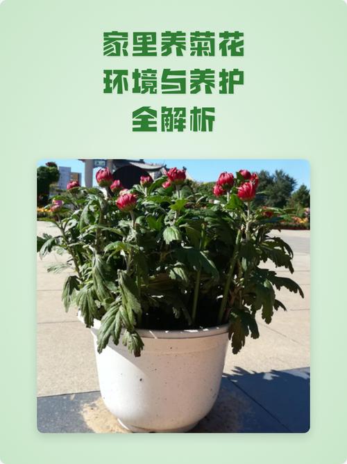 菊花能在家里养吗?室内盆栽养护全攻略与常见问题解答 修剪促花系统指导