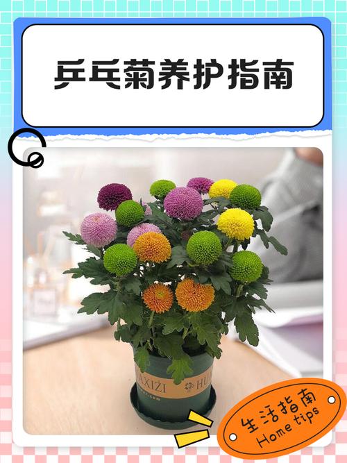 菊花能在家里养吗?室内盆栽养护全攻略与常见问题解答 总结:三个核心可执行动作