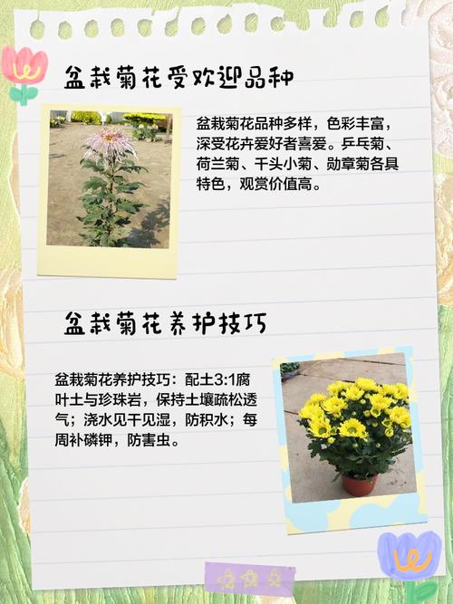 菊花能在家里养吗?室内盆栽养护全攻略与常见问题解答 常见FAQ