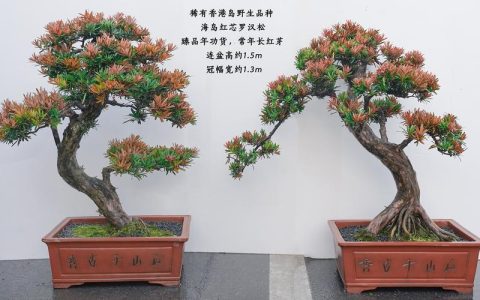 什么品种罗汉松最贵？2026年三大名贵罗汉松品种价格与特性对比