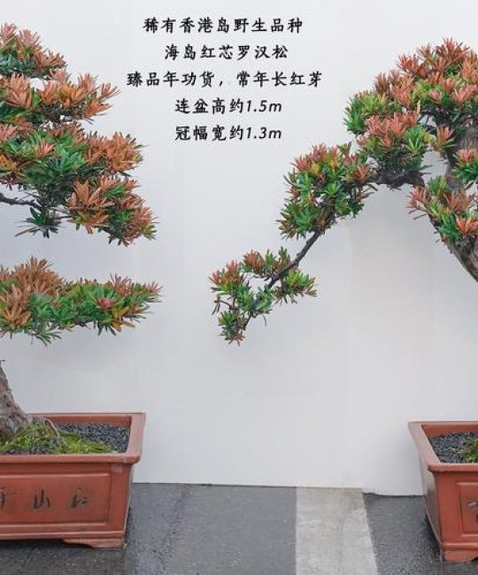 什么品种罗汉松最贵？2026年三大名贵罗汉松品种价格与特性对比