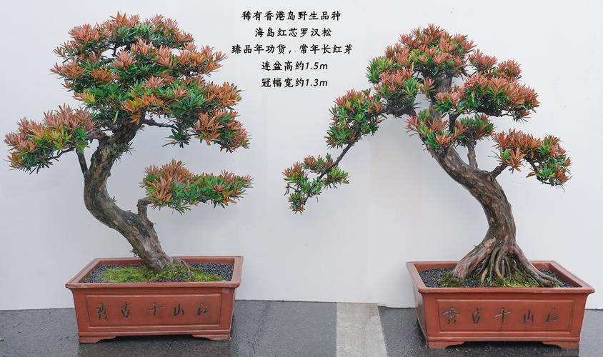 一、品种简介与价格结论前置