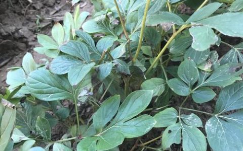 白芍种苗哪里购买？优质种苗选购指南与种植全攻略