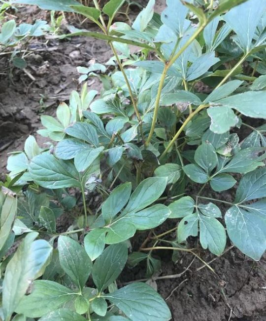 白芍种苗哪里购买？优质种苗选购指南与种植全攻略