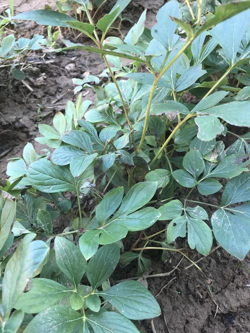 白芍种苗哪里购买?优质种苗选购指南与种植全攻略 一、白芍种苗的五大购买渠道