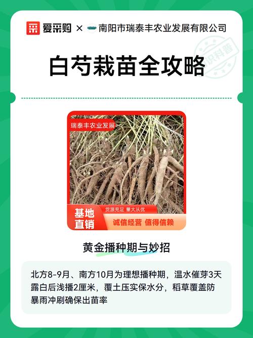 白芍种苗哪里购买?优质种苗选购指南与种植全攻略 四、总结与建议
