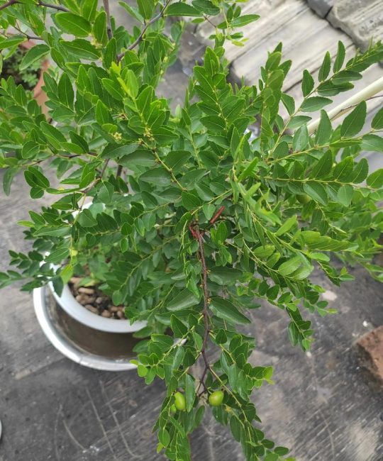 枣树几月开花结果？附花期果期管理与促花促果全攻略