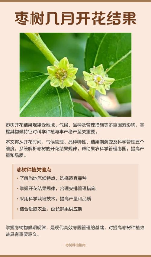 枣树几月开花结果?附花期果期管理与促花促果全攻略 促花促果养护操作步骤