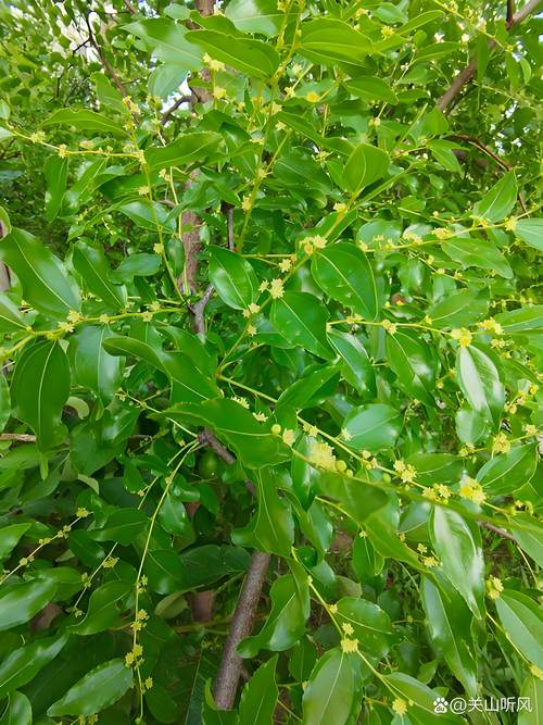 枣树几月开花结果?附花期果期管理与促花促果全攻略 枣树不开花不结果的常见原因与解决