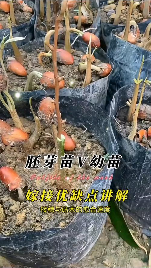 七、成活注意事项