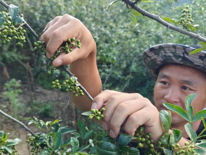 花椒可以直接吃吗?从园艺种植到餐桌的全面解答 二、花椒可以直接吃吗?分情况说明