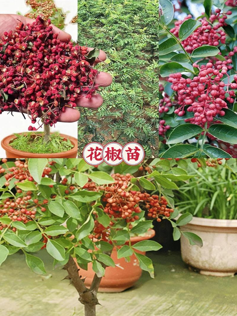 花椒可以直接吃吗?从园艺种植到餐桌的全面解答 三、园艺种植中的食用建议