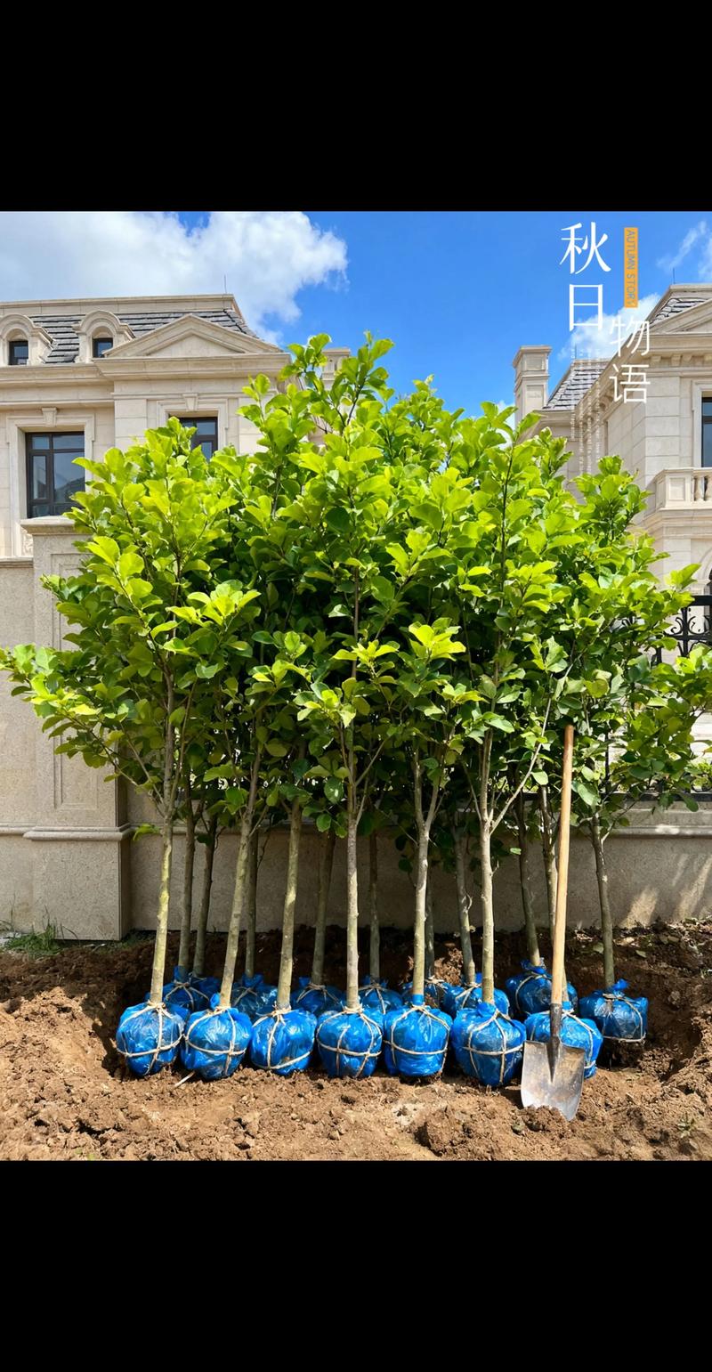 金丝楠木树苗种植技术指南:适宜环境、土壤改良与全周期管理 三、 栽前处理技术