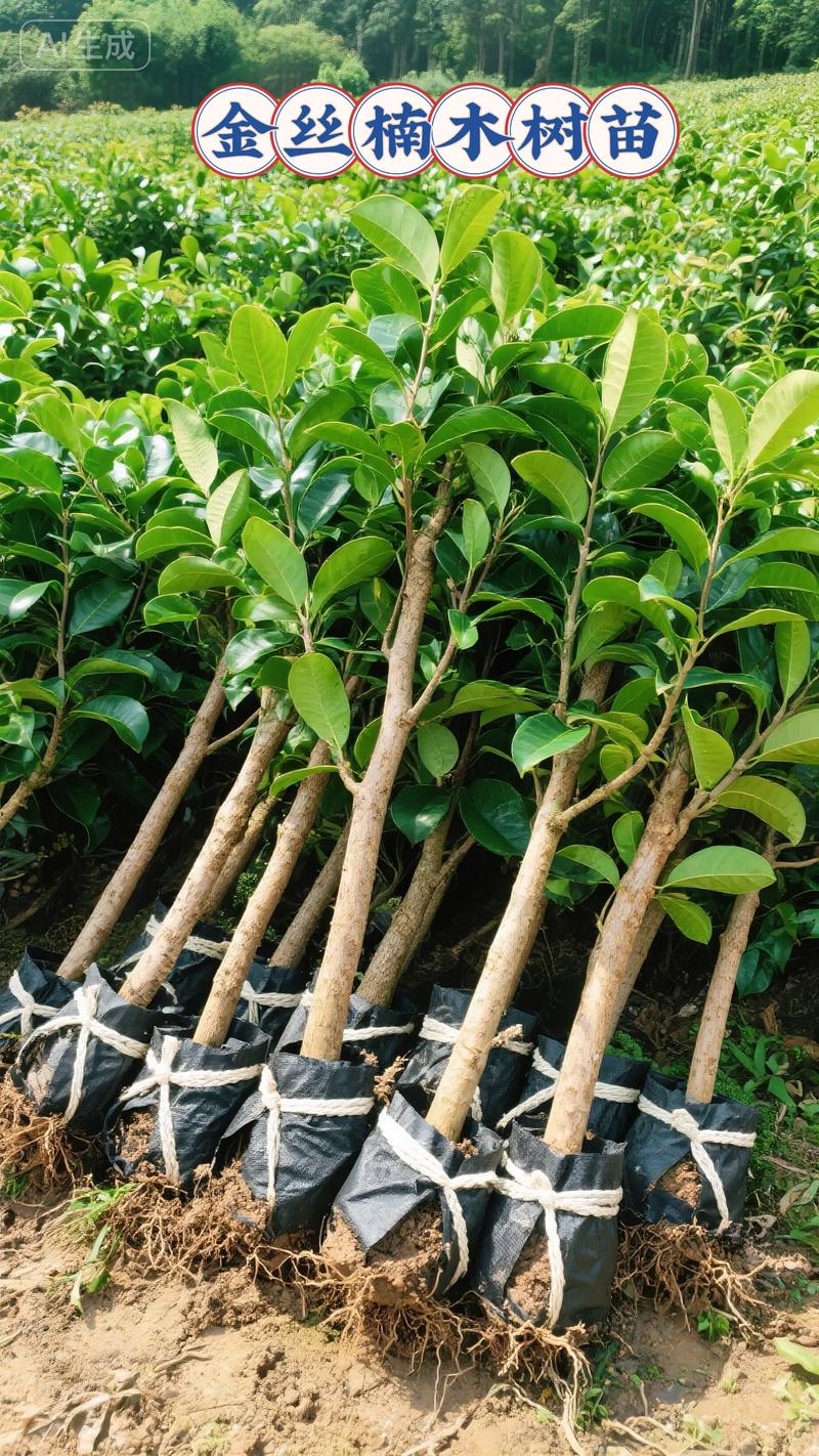 金丝楠木树苗种植技术指南:适宜环境、土壤改良与全周期管理 七、 成活注意事项
