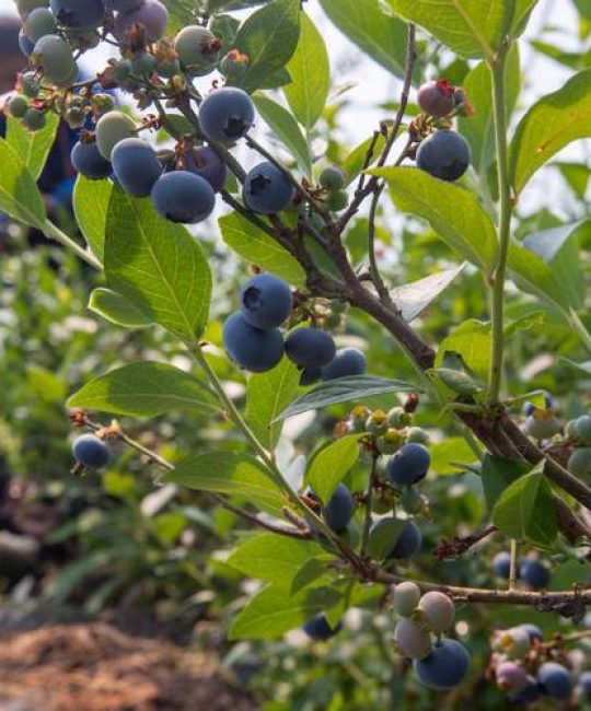 东北种什么品种蓝莓？三类抗寒品种对比与种植建议