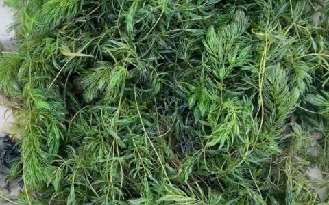 沉水植物多少钱一平米？苦草价格与栽植密度参考