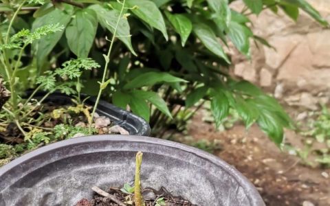 核桃种子播种时间与种植方法全攻略