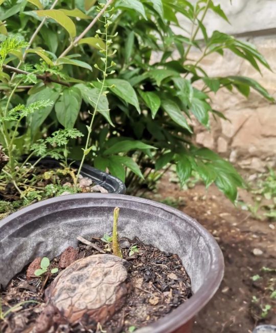 核桃种子播种时间与种植方法全攻略