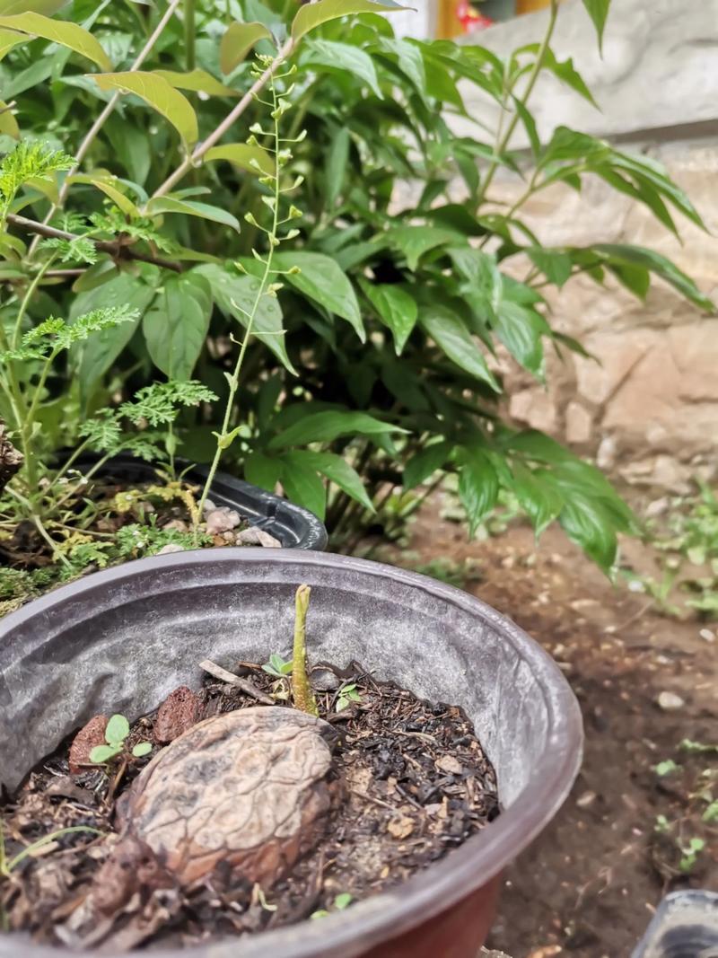 核桃种子播种时间与种植方法全攻略 核桃种子播种时间与种植方法全攻略