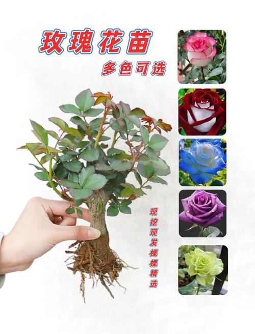 如何购买玫瑰苗:新手必看的月季选购与养护指南 盆栽还是地栽?