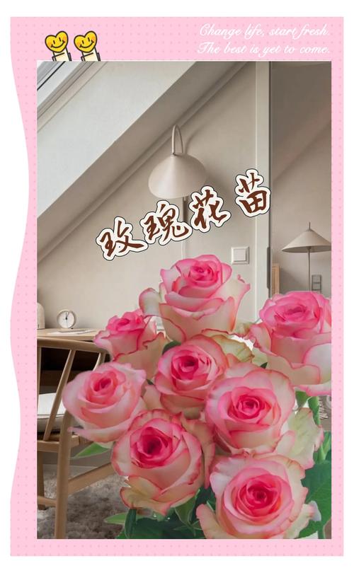 如何购买玫瑰苗:新手必看的月季选购与养护指南 常见误区与纠正