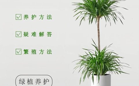 龙血树移栽全攻略：掌握这7步，成活率飙升90%